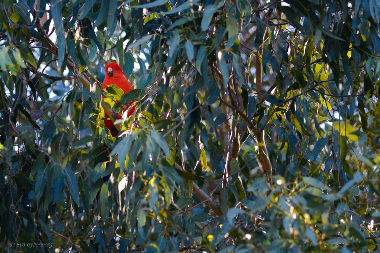 Kennett River - King parrott