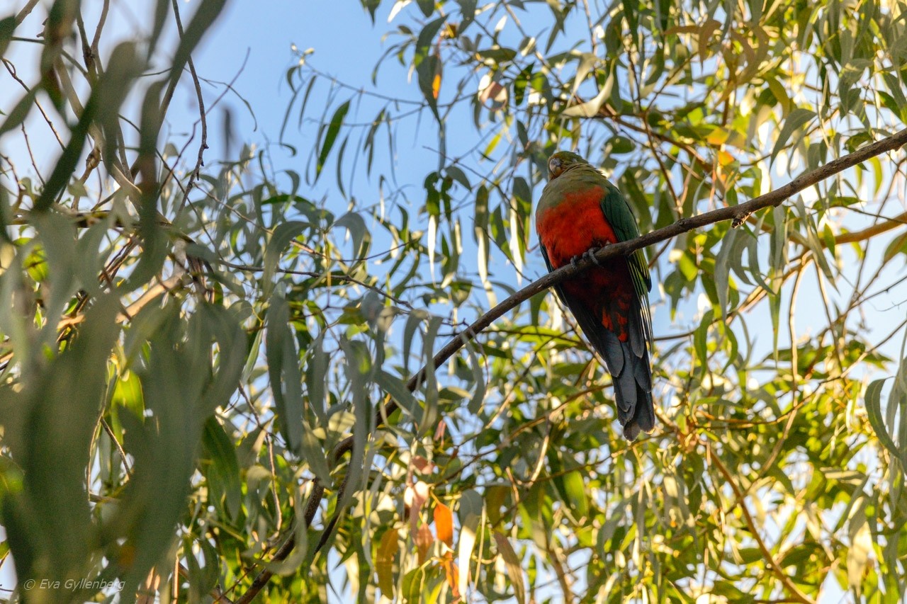 Kennett River - Koala 