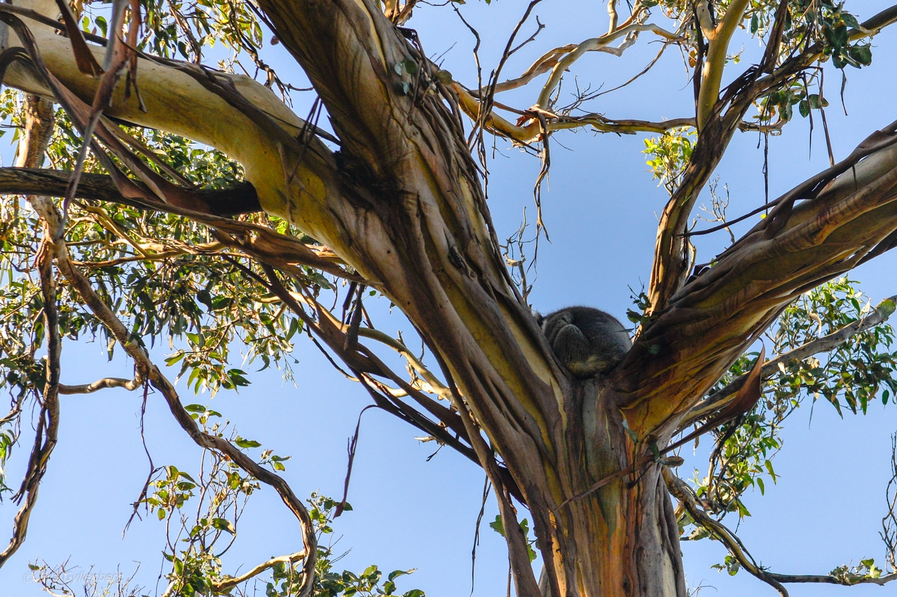 Kennett River - Koala 