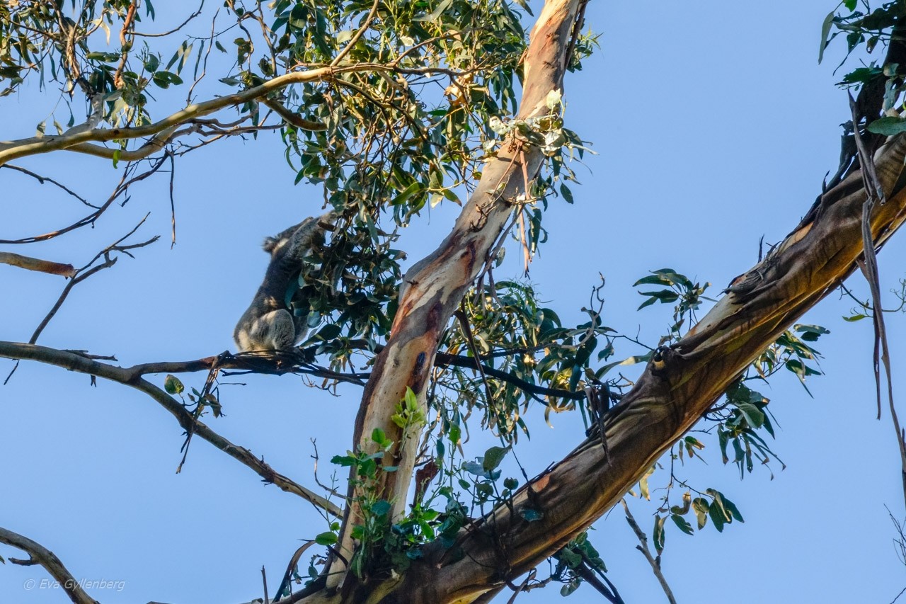 Kennett River - Koala