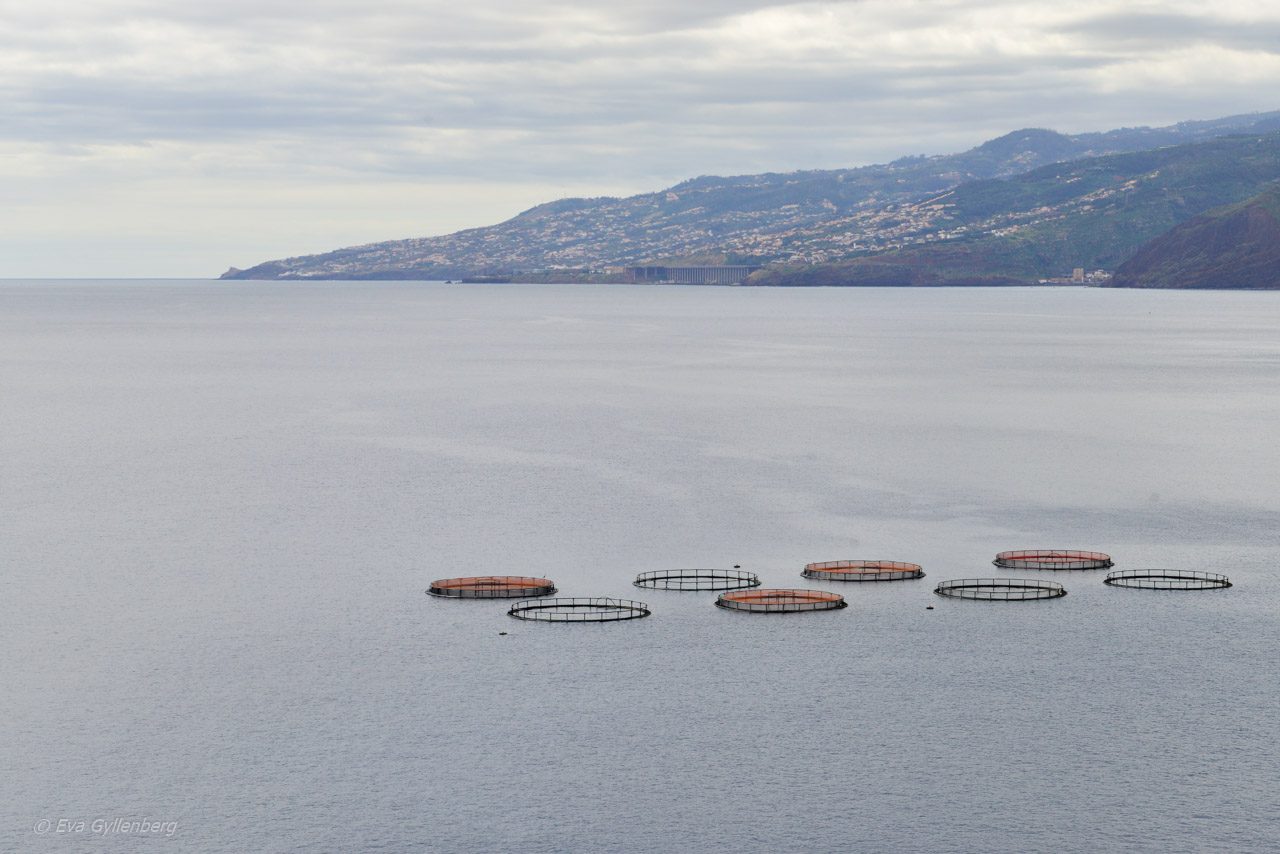 Ponta de Sao Lourenco - Madeira