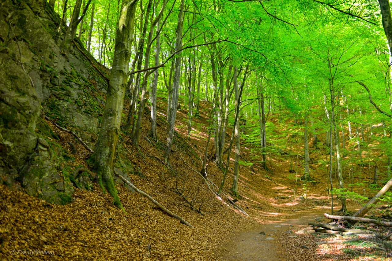 Forsakars naturreservat