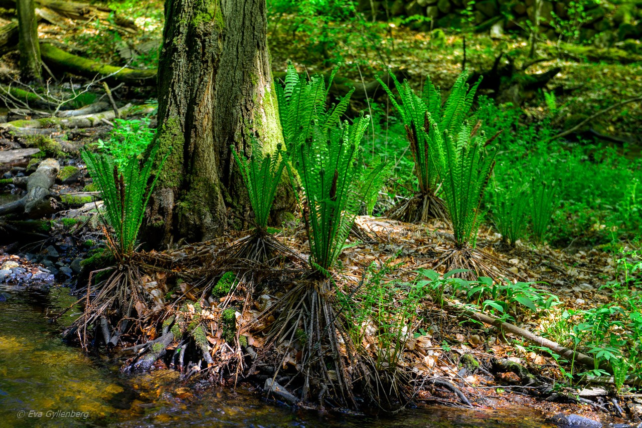 Forsakars naturreservat