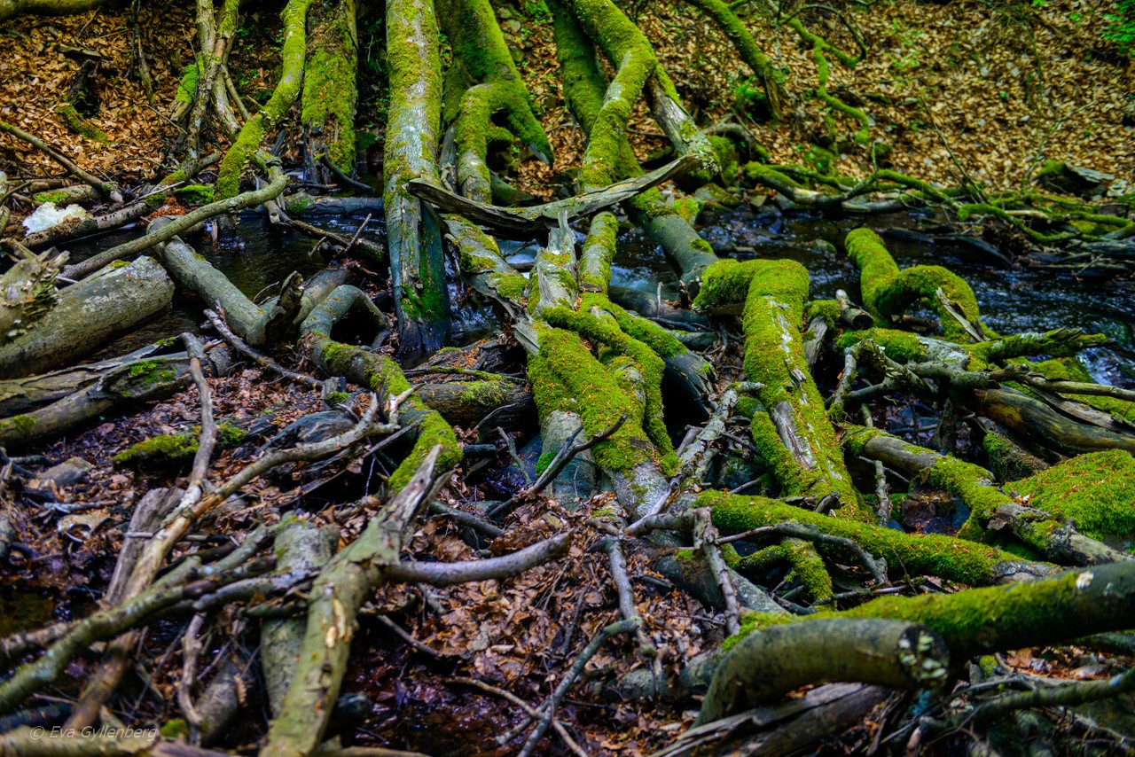 Forsakars naturreservat
