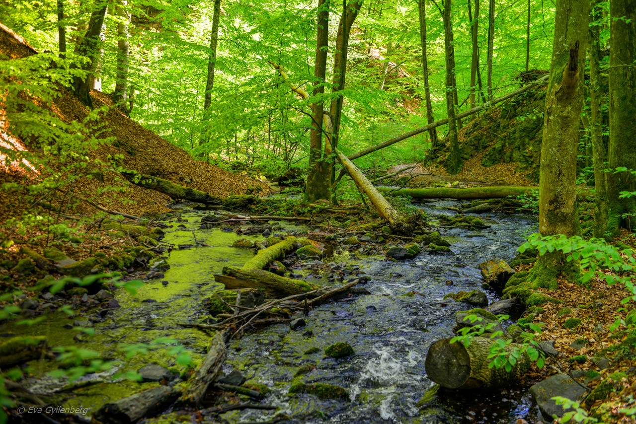 Forsakars naturreservat