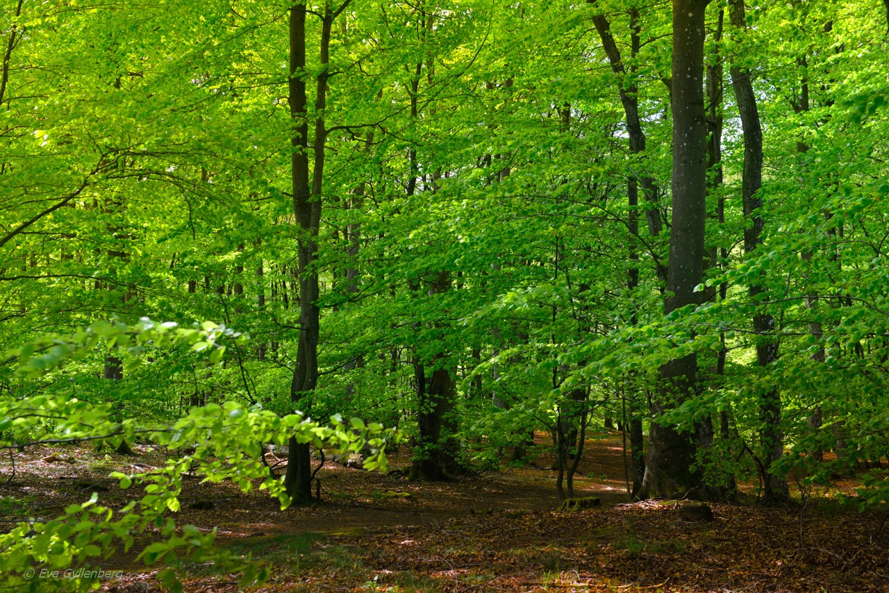 Forsakars naturreservat