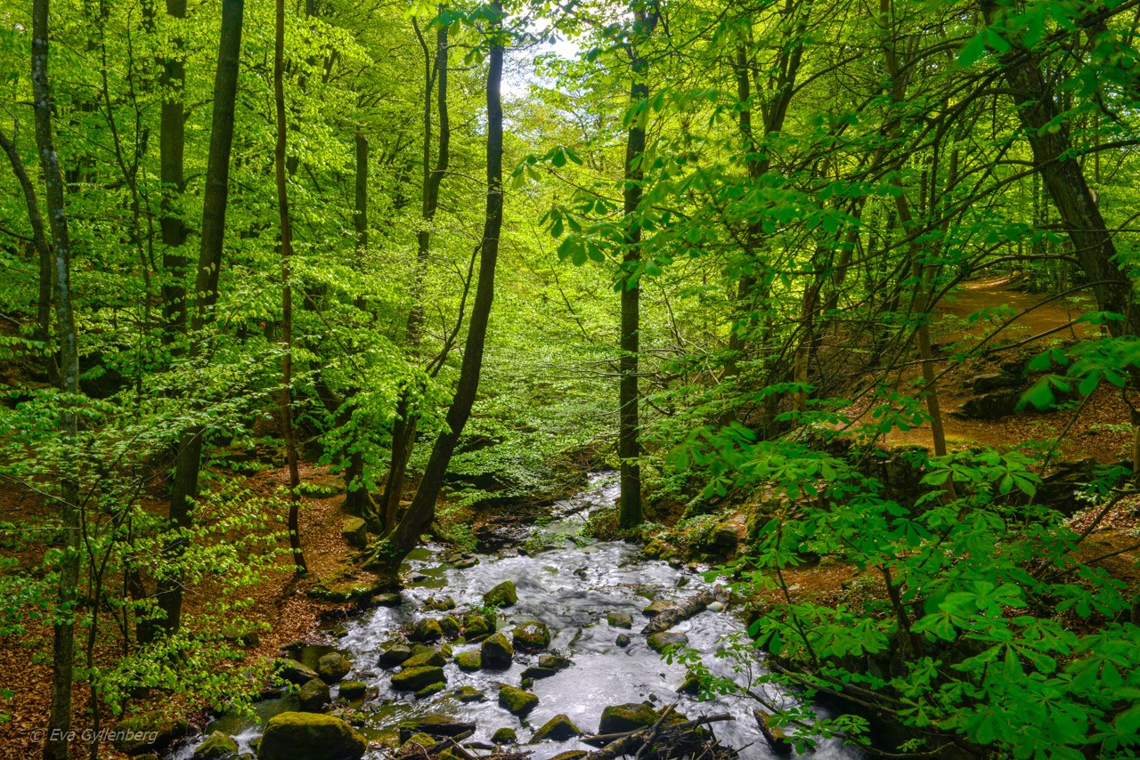 Forsakars naturreservat