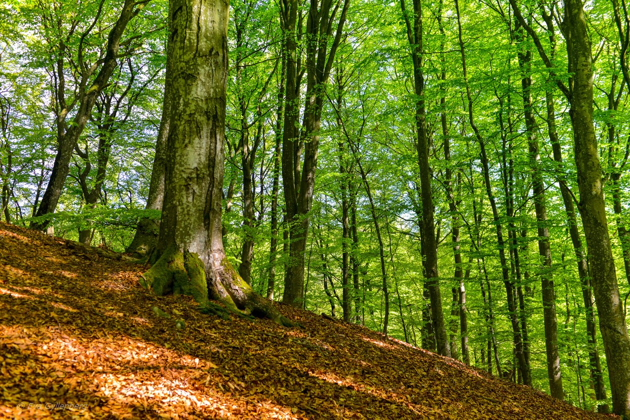 Forsakars naturreservat