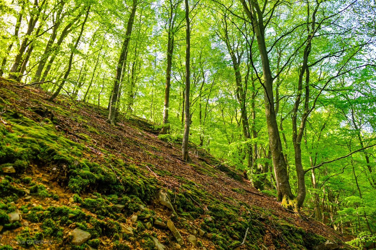 Forsakars naturreservat