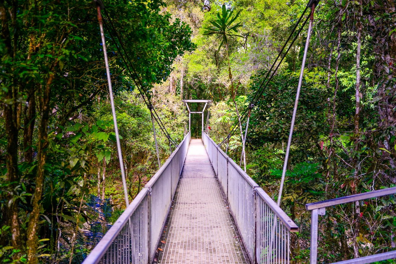Mossman Gorge - Queensland - Australien