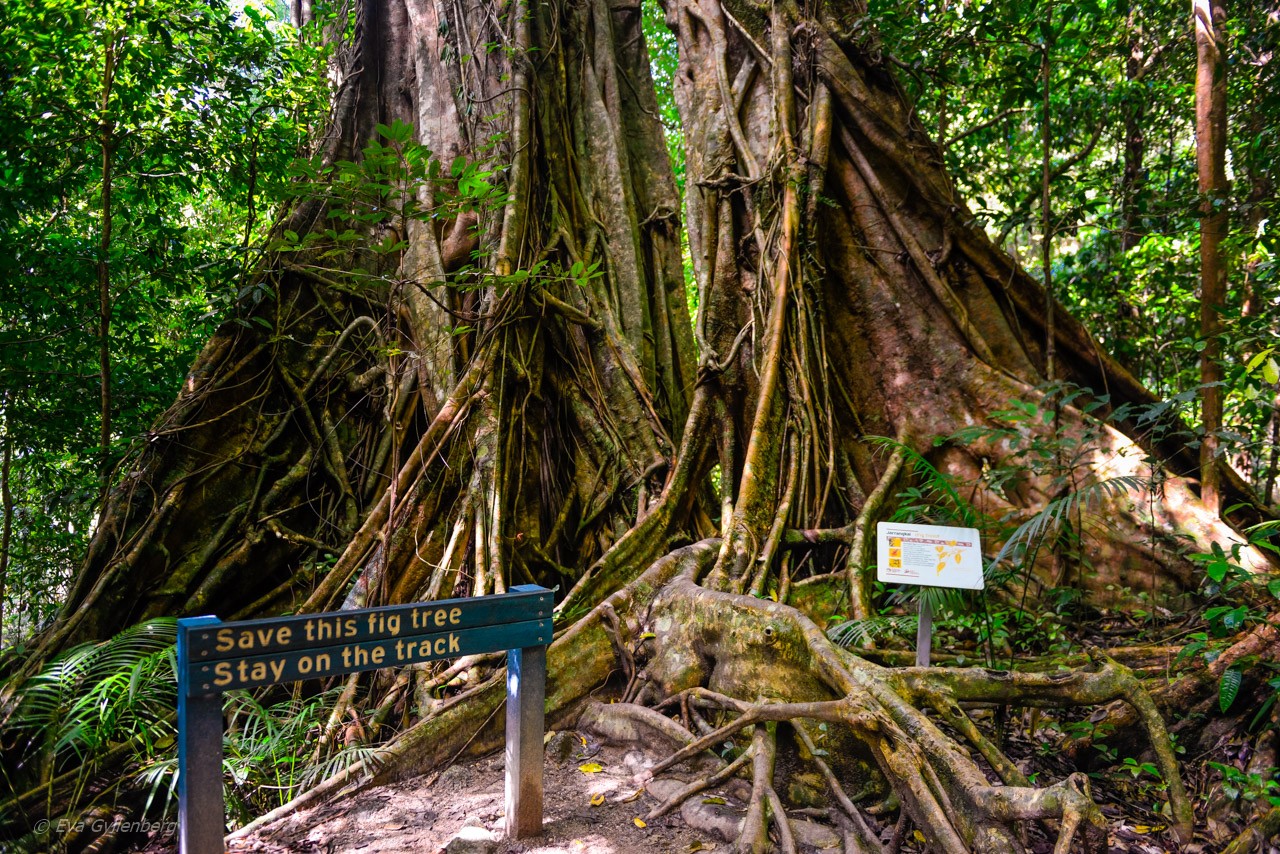 Mossman Gorge - Queensland - Australien