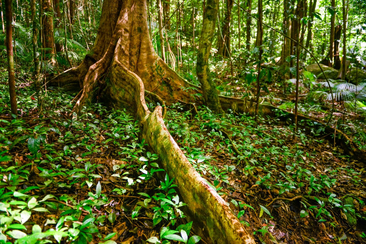 Mossman Gorge - Queensland - Australien