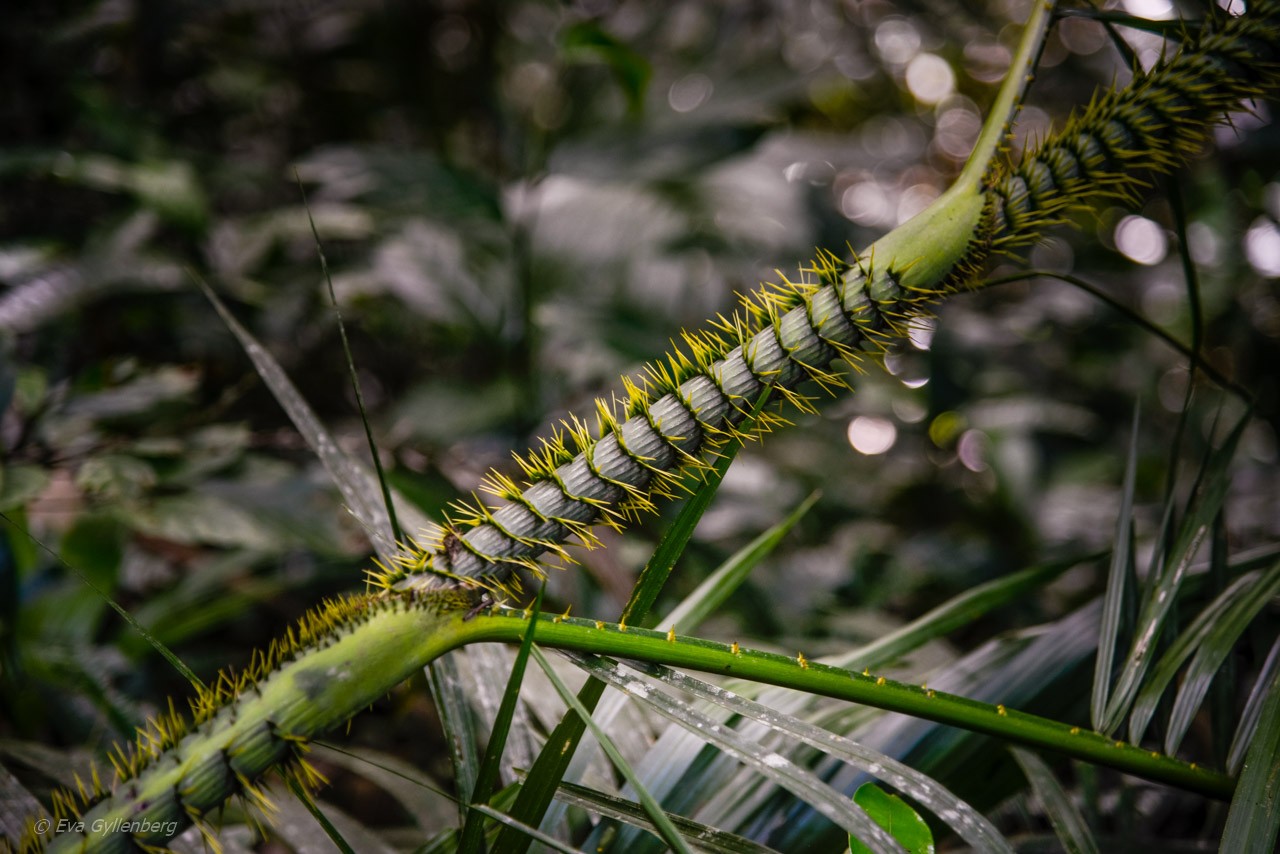 Mossman Gorge - Queensland - Australien