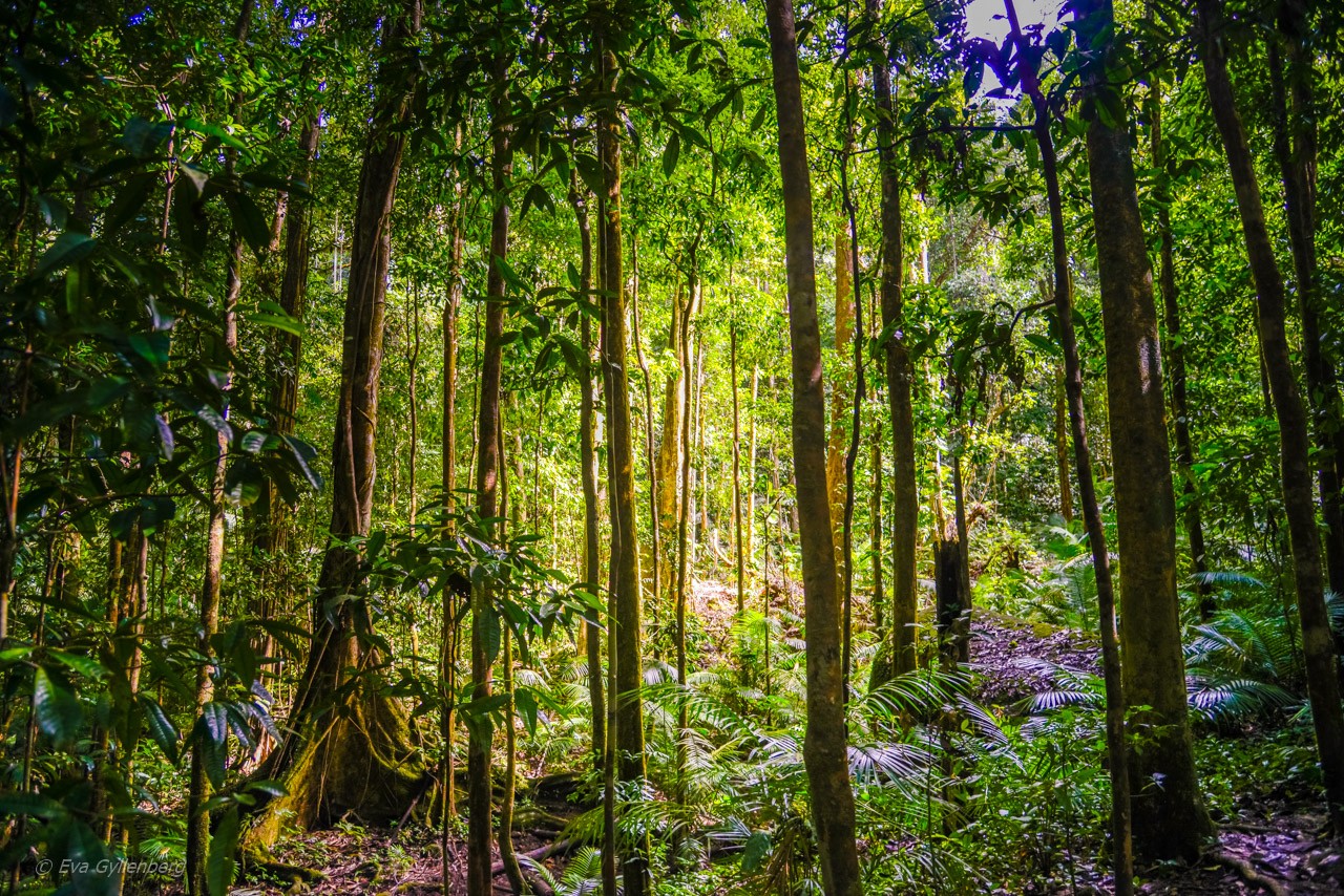 Mossman Gorge - Queensland - Australien
