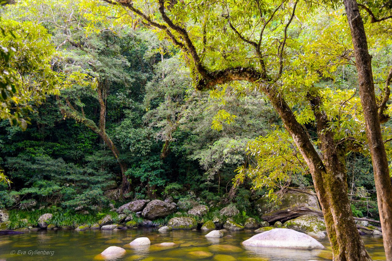 Mossman Gorge - Queensland - Australien
