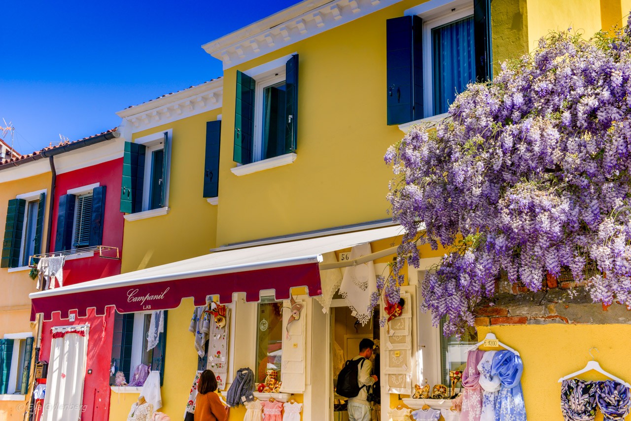 Blåregn vid spetsaffär på Burano - Venedig - Italien