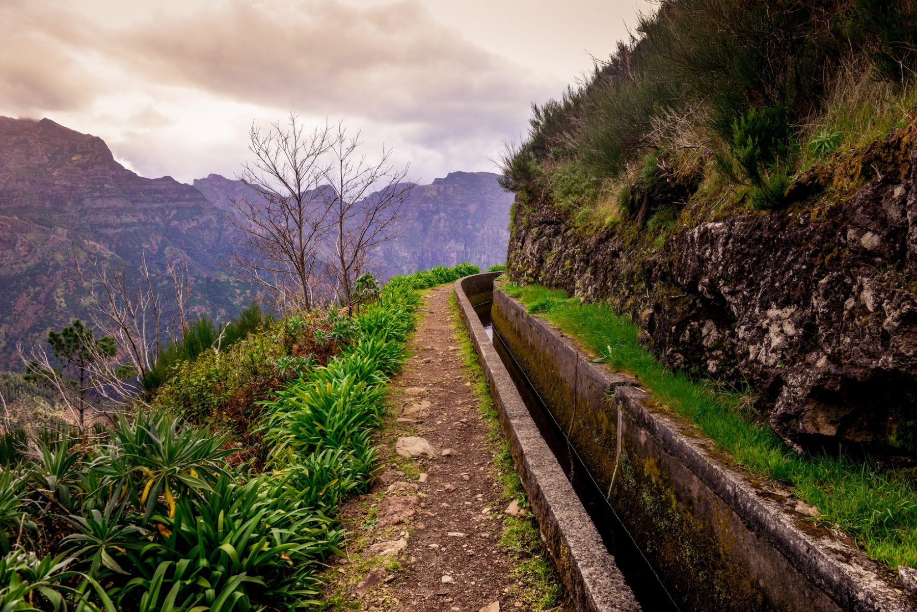 Bergen och levadorna på Madeira