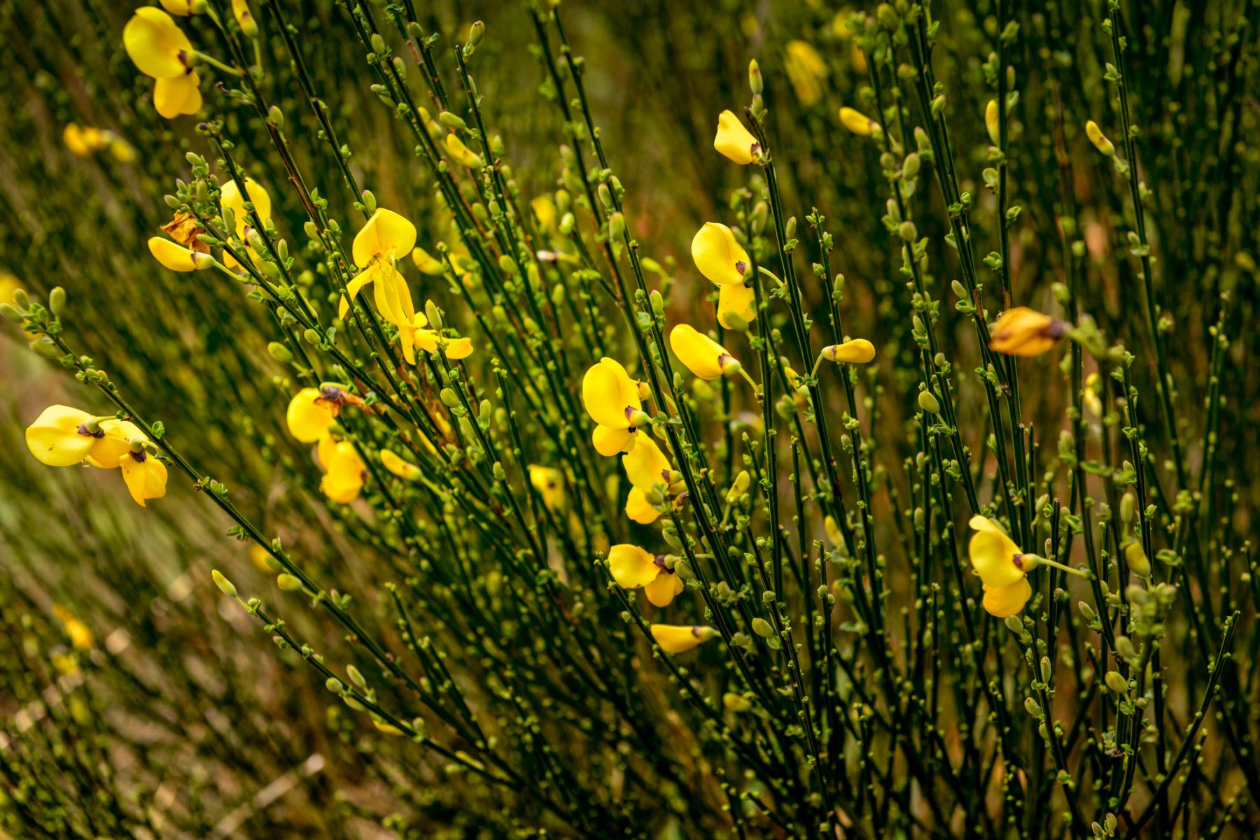Gula blommor utefter levadan - Madeira