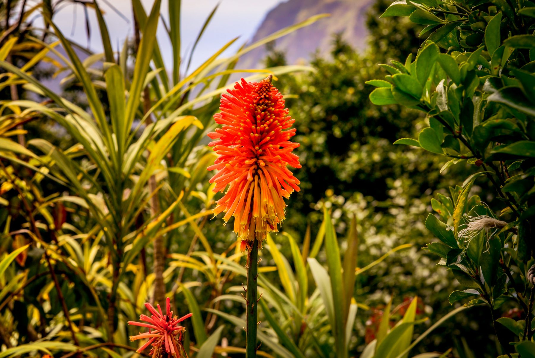 Aloe Vera-blomma utefter levadan
