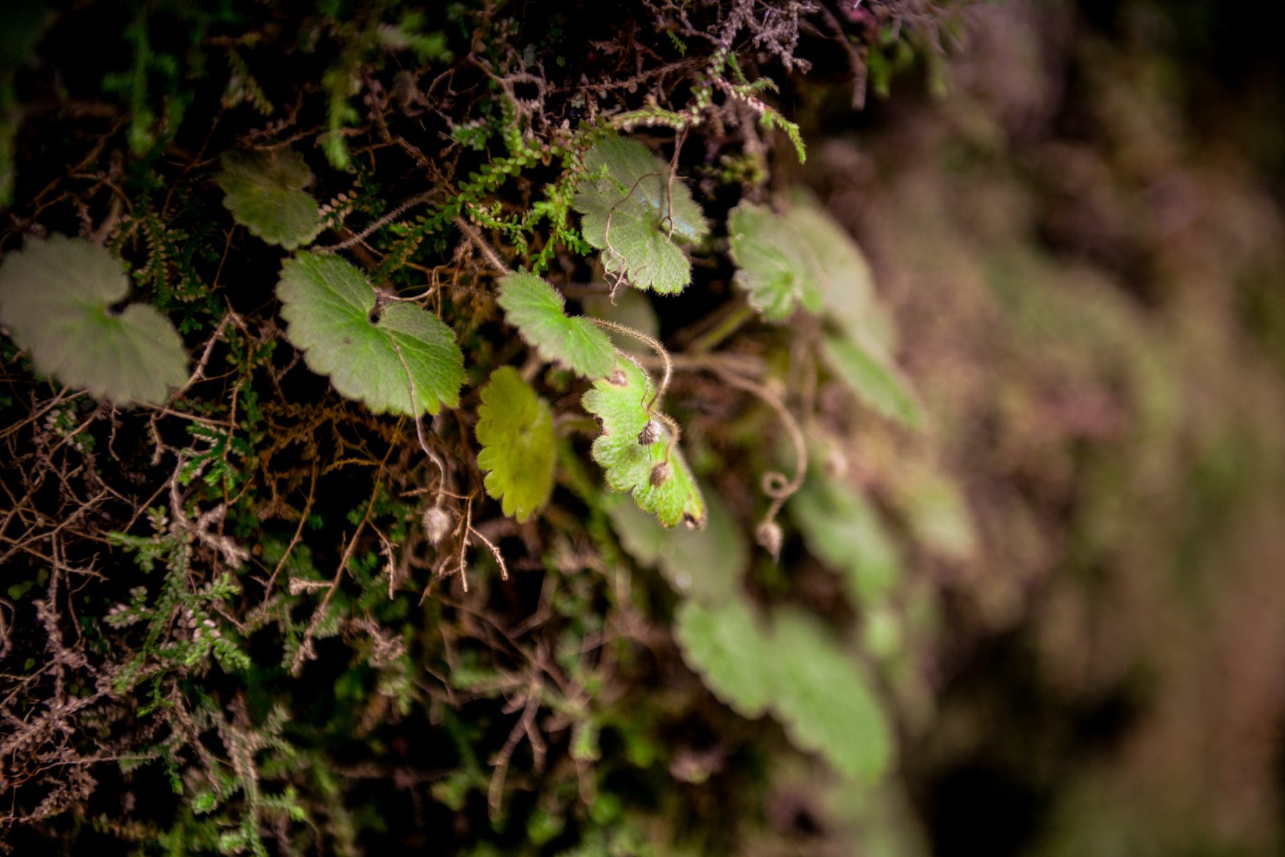 Greenery by the levada - Madeira