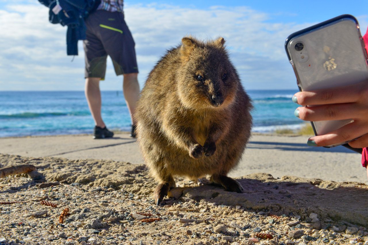 Quokka