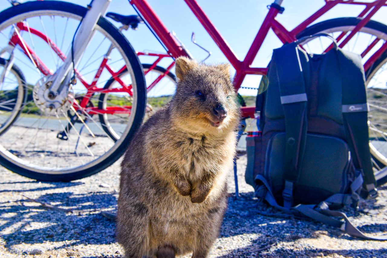 Rottnest island - Quokka