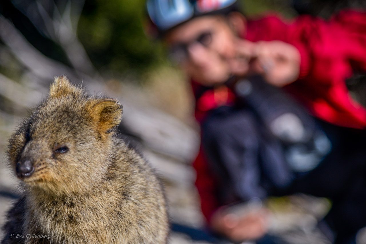 Rottnest Island - Australien - Quokka