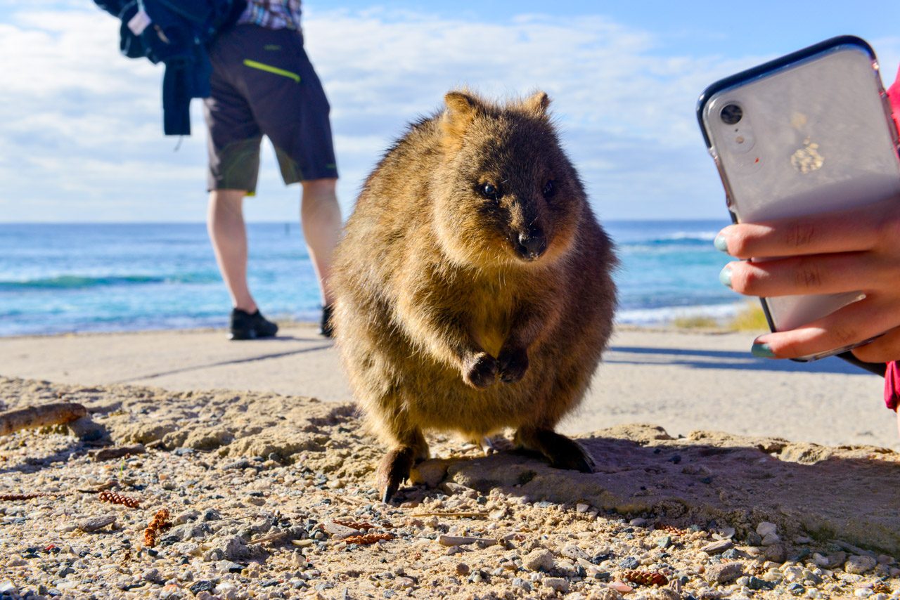 Rottnest island - Quokka