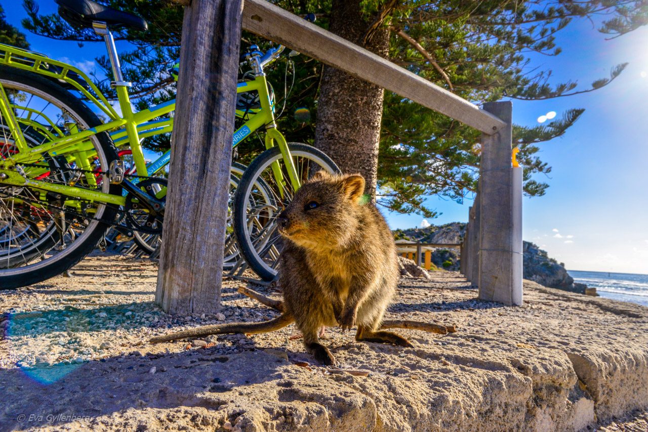 Rottnest island - Quokka