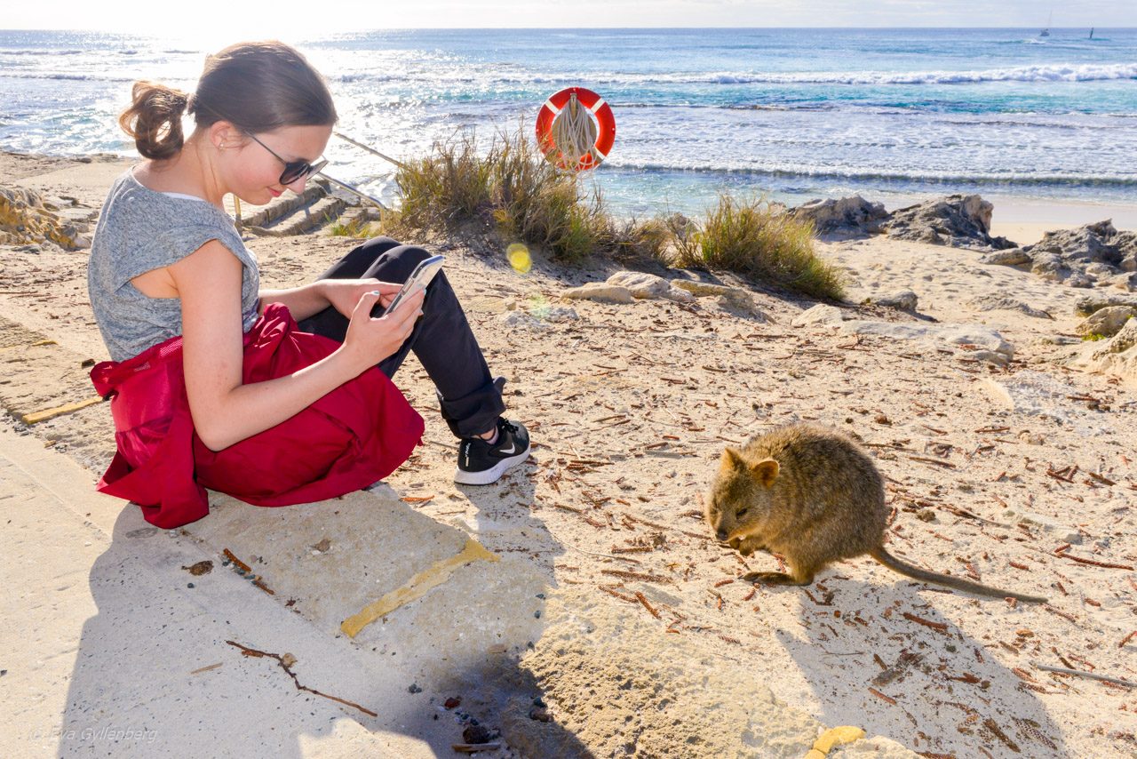Rottnest island - Quokka