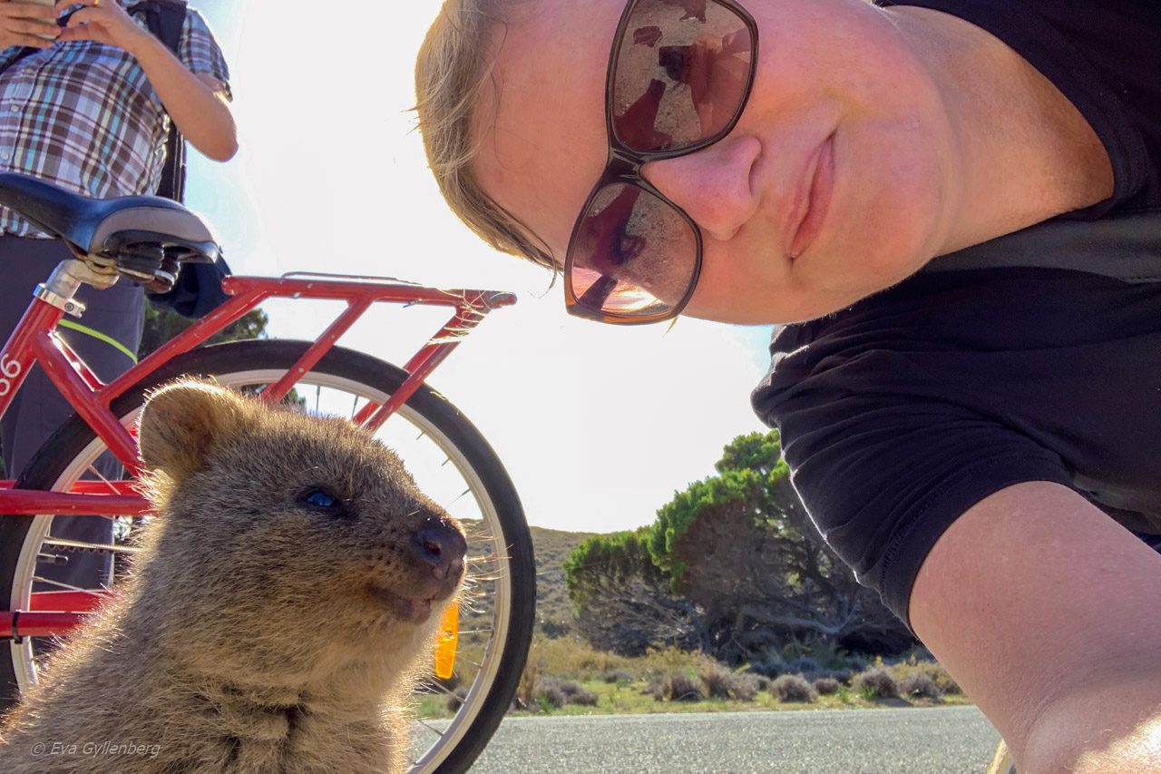 Rottnest island - Quokka