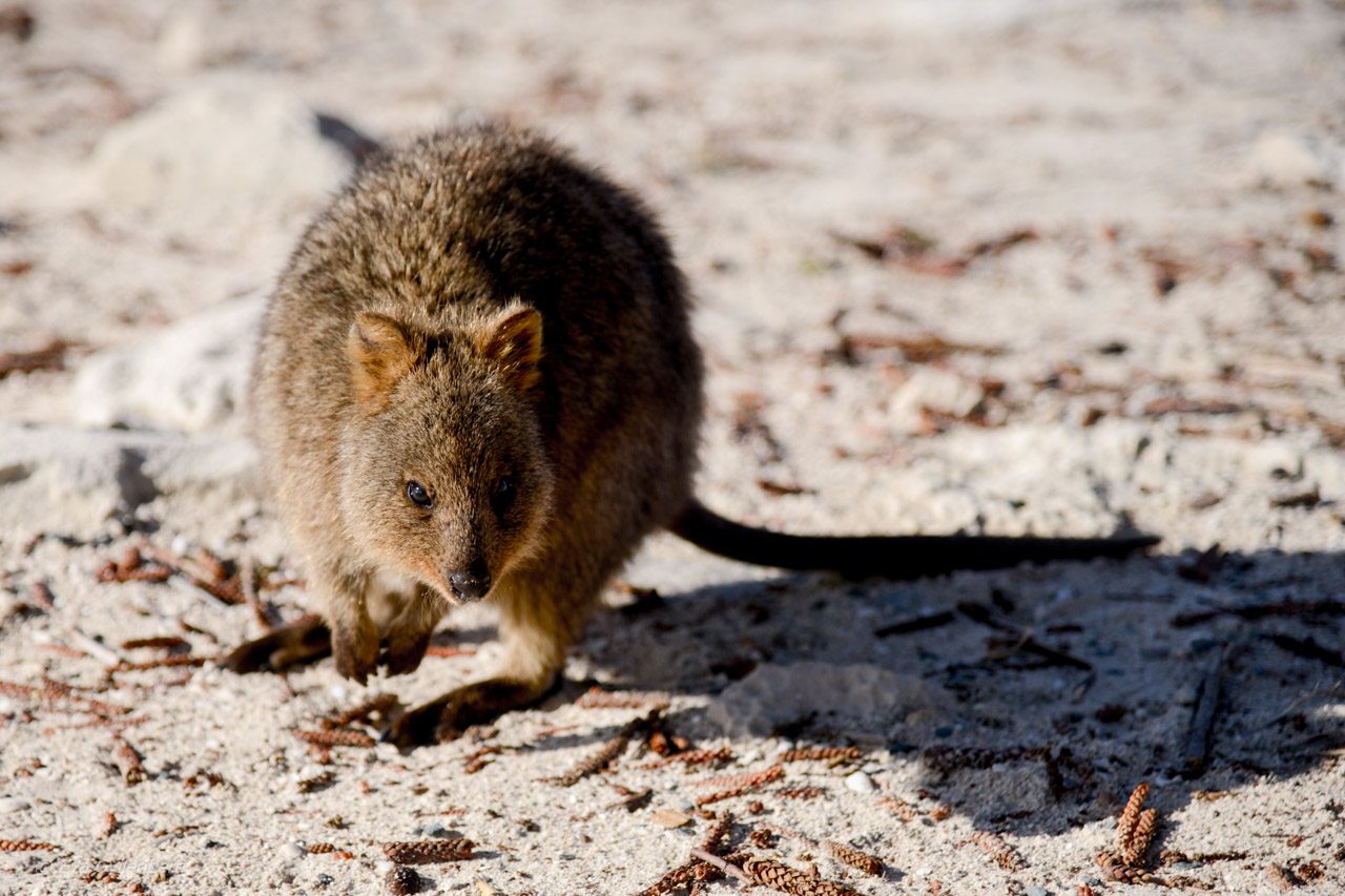 Rottnest island - Quokka