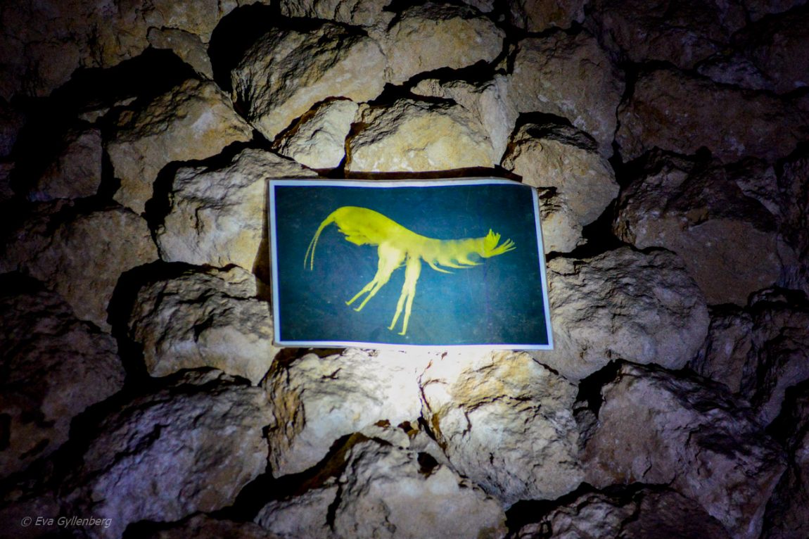 Märlkräfta i Yanchep