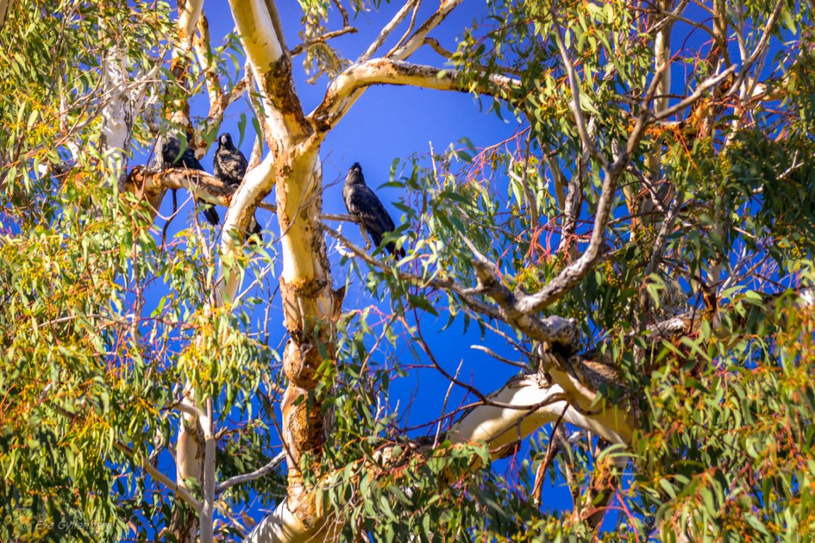Yanchep National Park