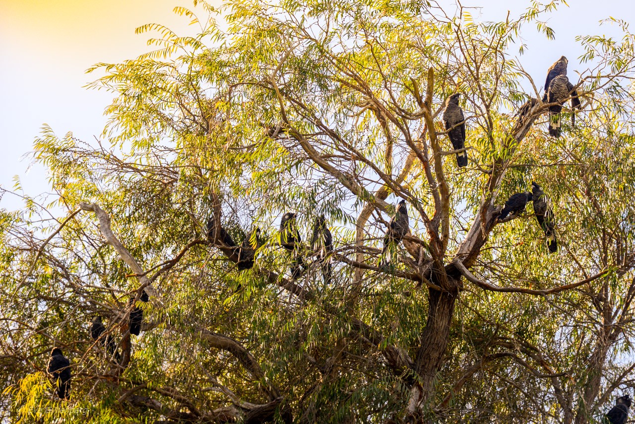 Yanchep National Park