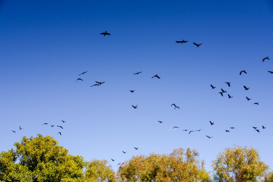 Yanchep National Park