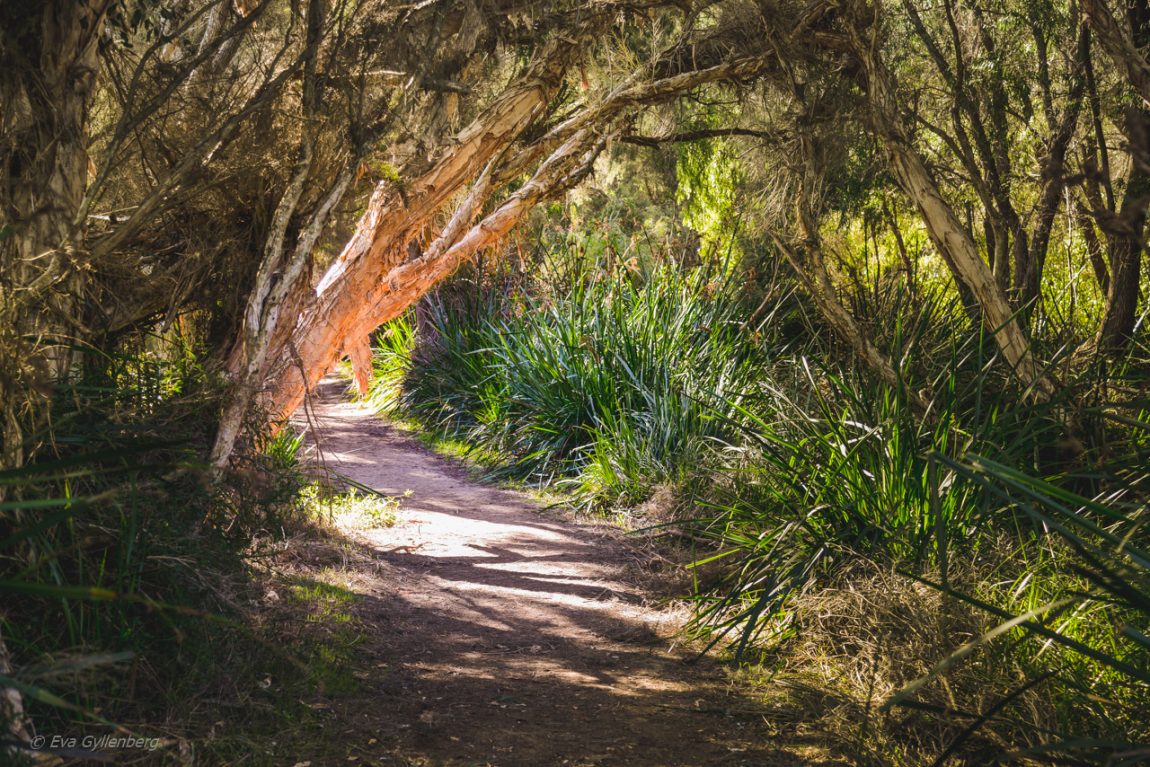 Yanchep National Park