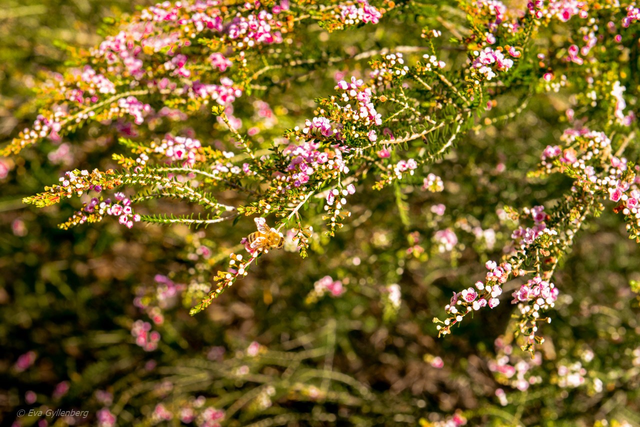 Yanchep National Park
