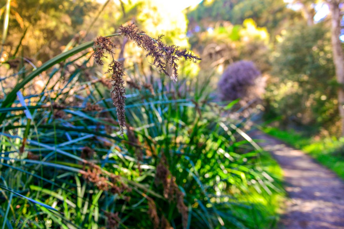 Yanchep National Park