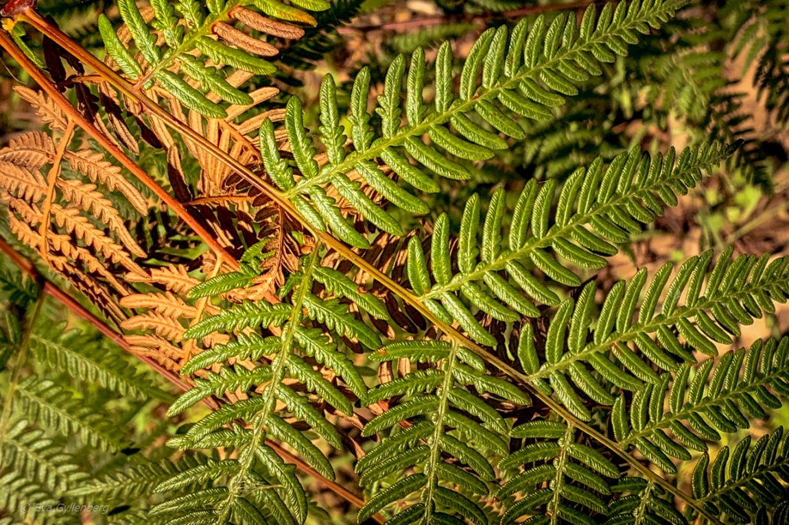 Yanchep National Park