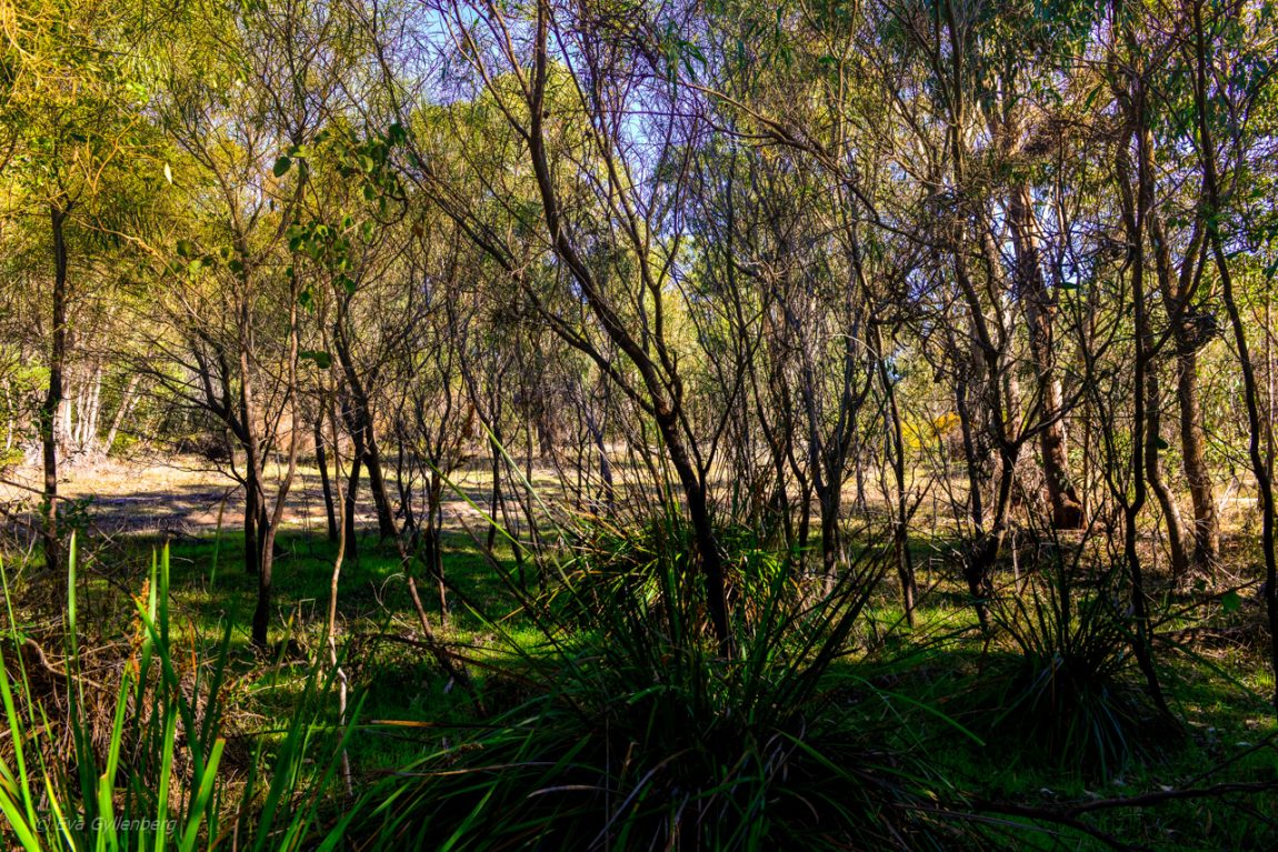 Yanchep National Park