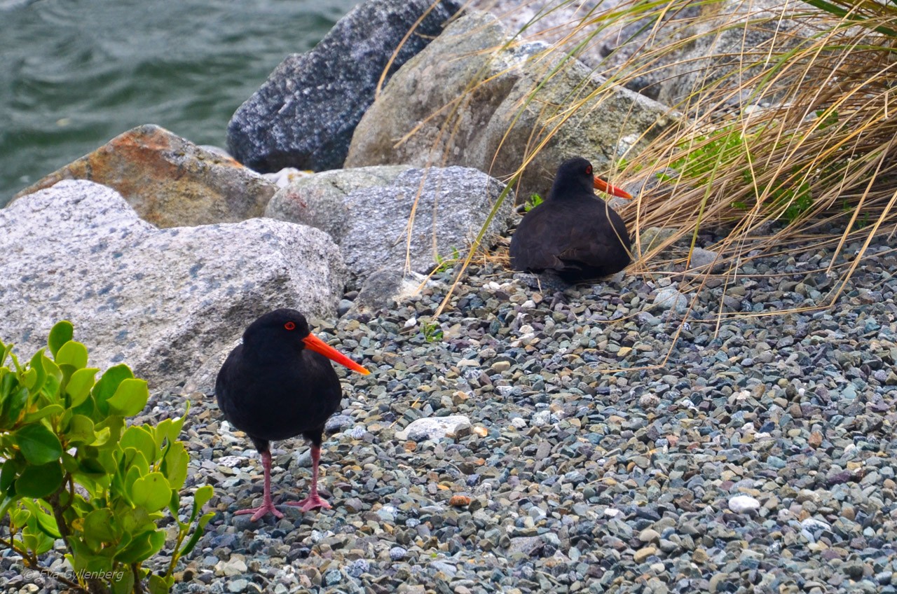 Oyster catchers i Milford Sound