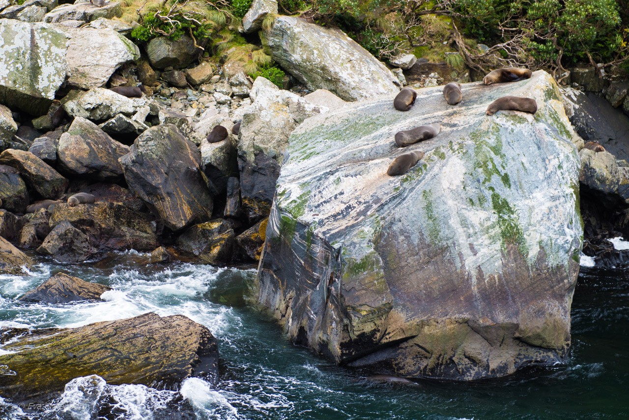 Sälar i Milford SOund
