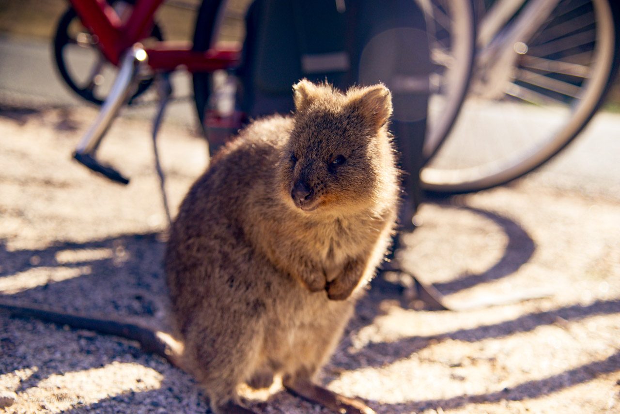 Rottnest Island - Perth - Australien