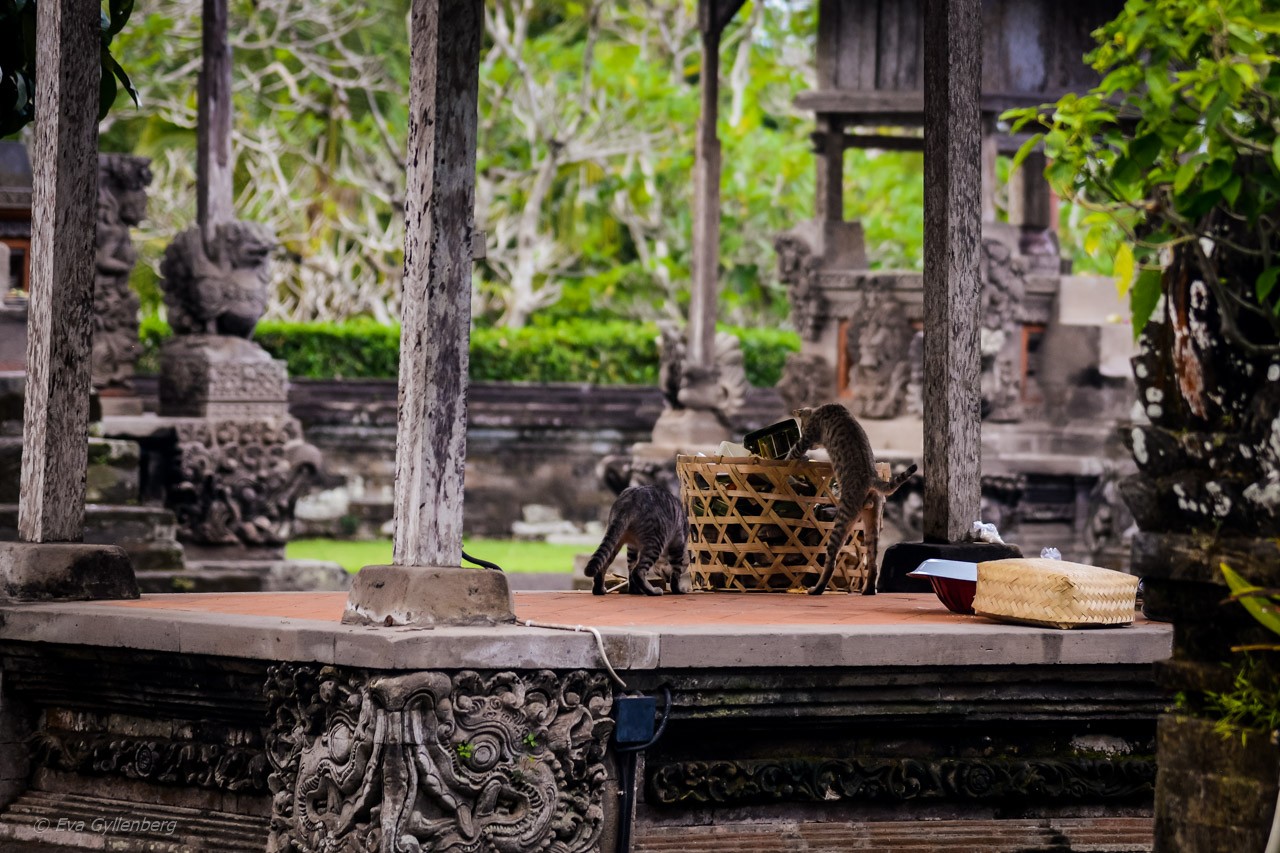 Taman Ayun-templet - Bali