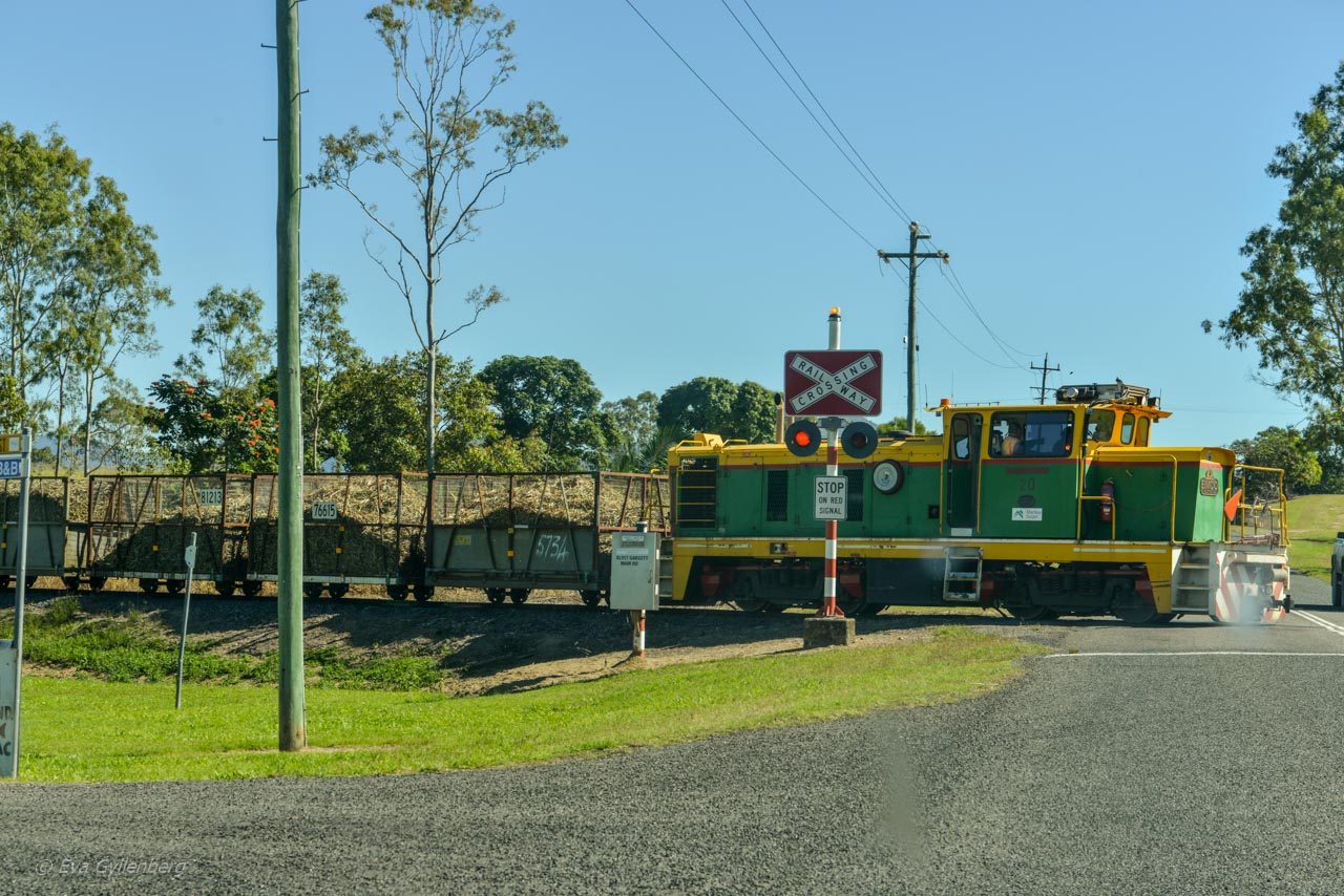 Cane trains