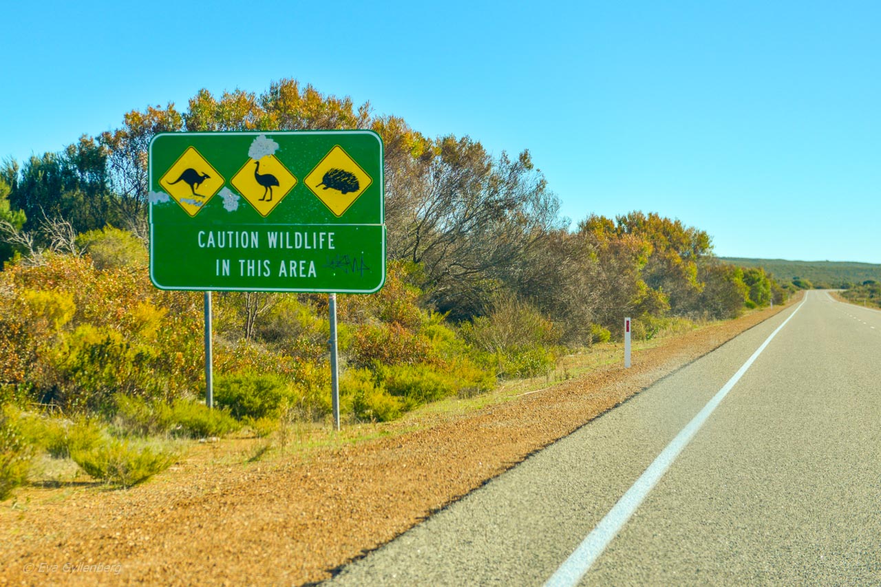 Bilkörning - Australien