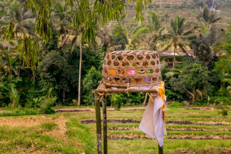 Jatiluwih - Risterrasser - Bali