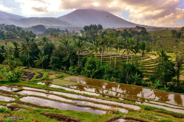 Jatiluwih - Risterrasser - Bali