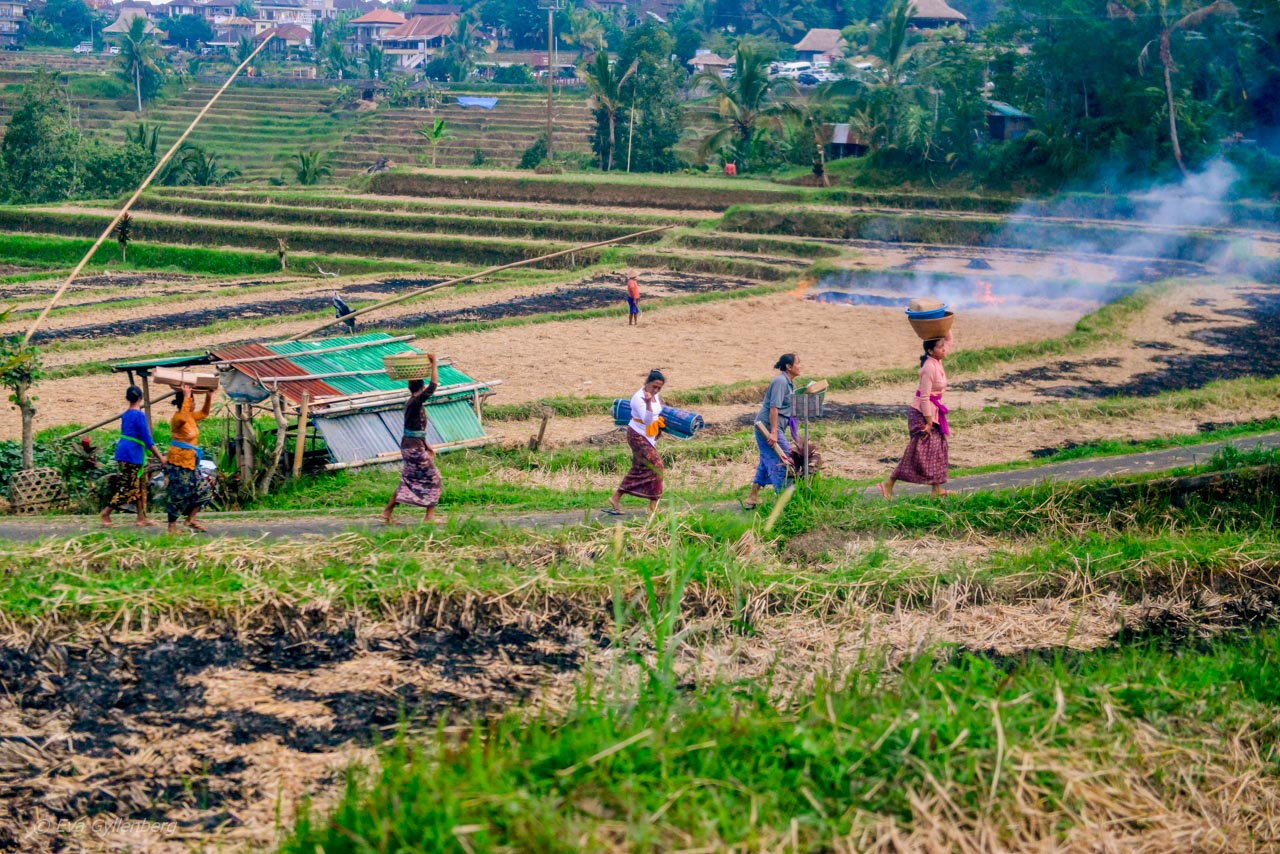 Jatiluwih - Risterrasser - Bali